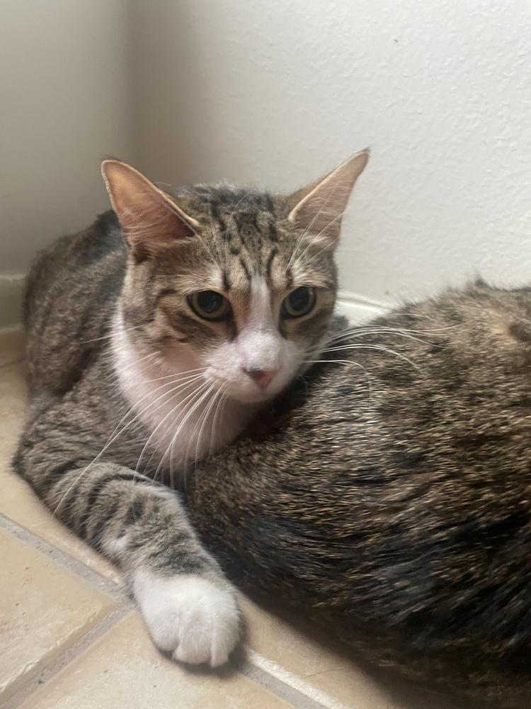 Enlarge Timmy (Bonded with Brian), a Adoptable Domestic Short Hair in Brandon, FL image 3/6