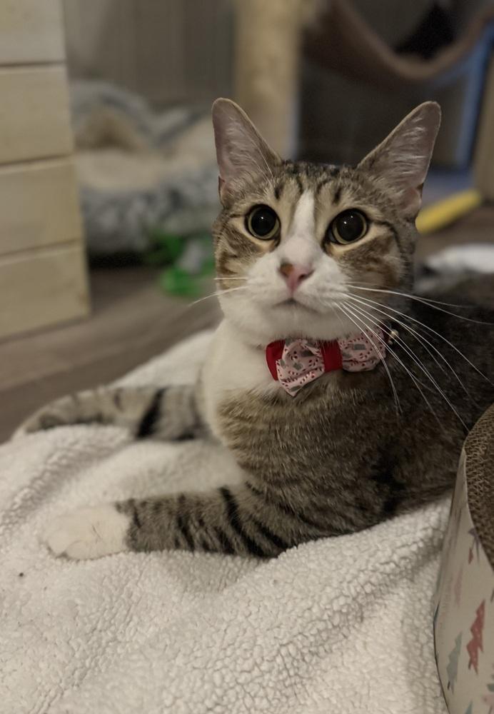 Enlarge Timmy (Bonded with Brian), a Adoptable Domestic Short Hair in Brandon, FL image 4/6