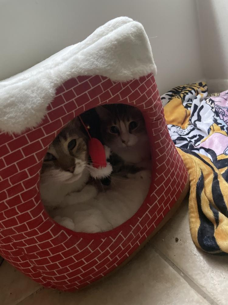 Timmy (Bonded with Brian), Adoptable, Adult Male Domestic Short Hair.