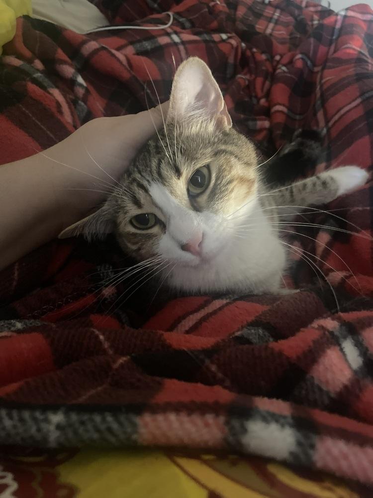 Enlarge Timmy (Bonded with Brian), a Adoptable Domestic Short Hair in Brandon, FL image 6/6