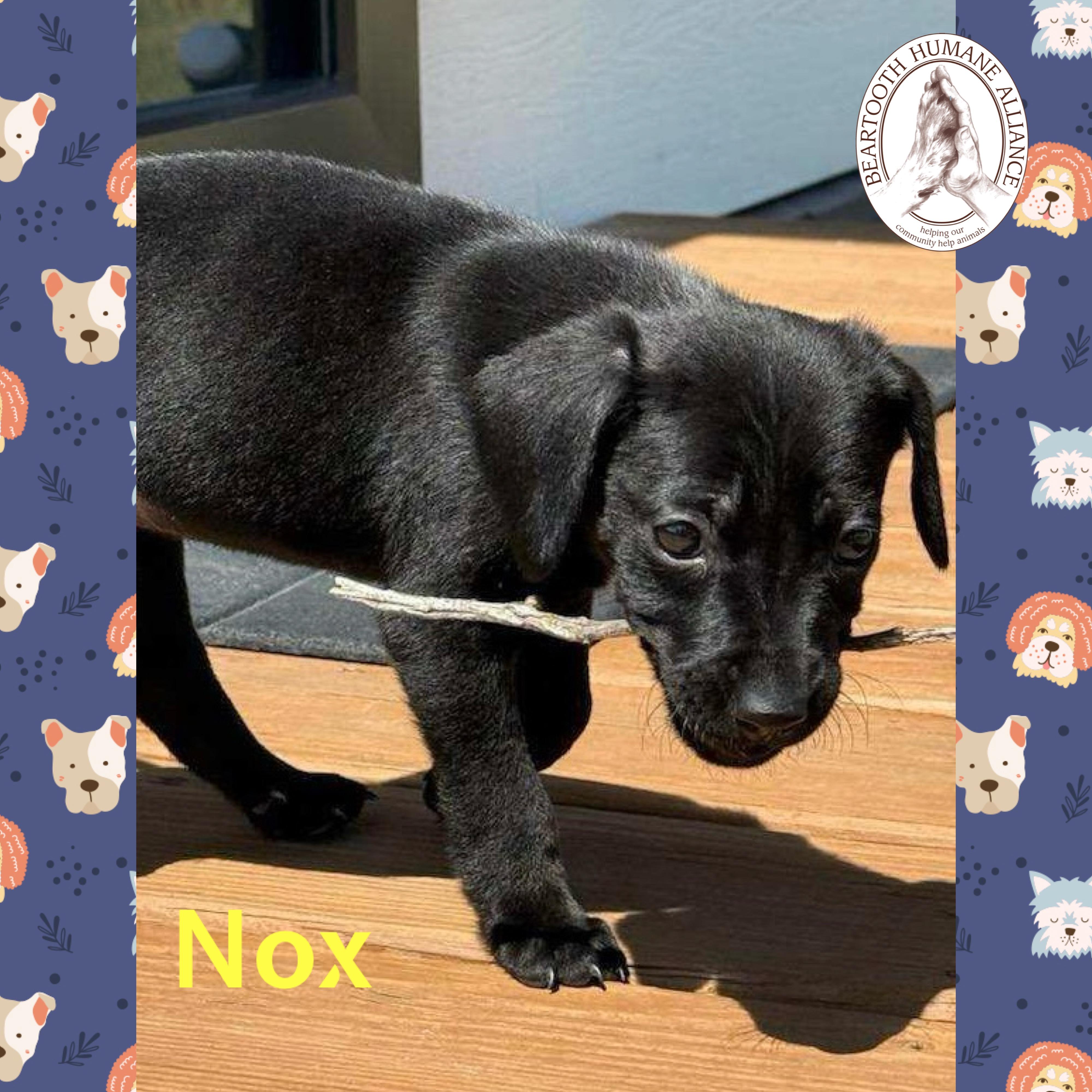 Nox, an adoptable Treeing Walker Coonhound in Red Lodge, MT, 59068 | Photo Image 2