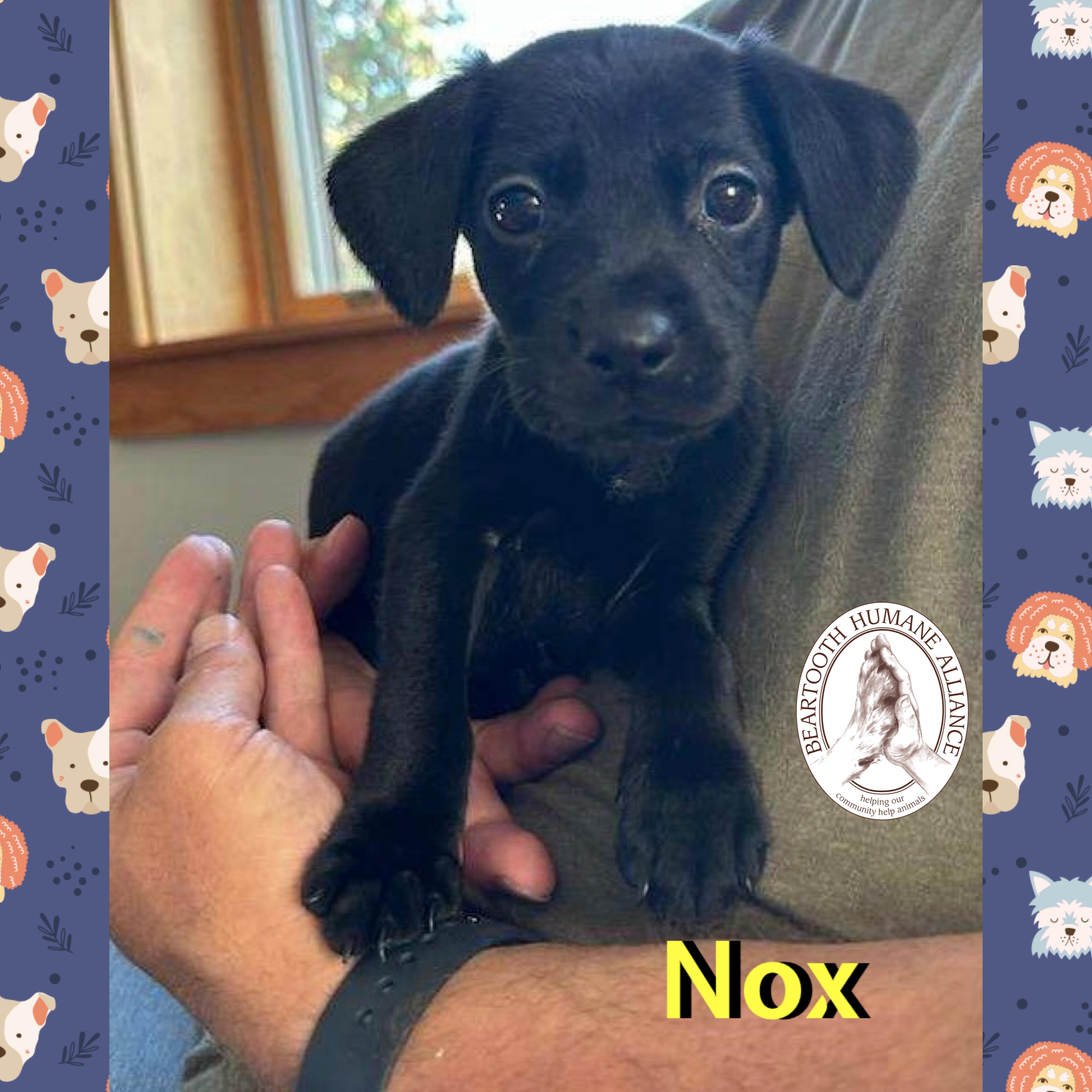 Nox, an adoptable Treeing Walker Coonhound in Red Lodge, MT, 59068 | Photo Image 3