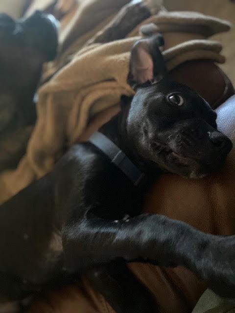 Philly, Adoptable, Puppy Male Labrador Retriever & American Staffordshire Terrier.