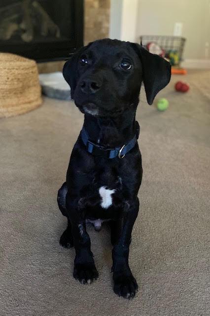 Enlarge Philly, a Adoptable mixed breed in Sedalia, CO image 2/5