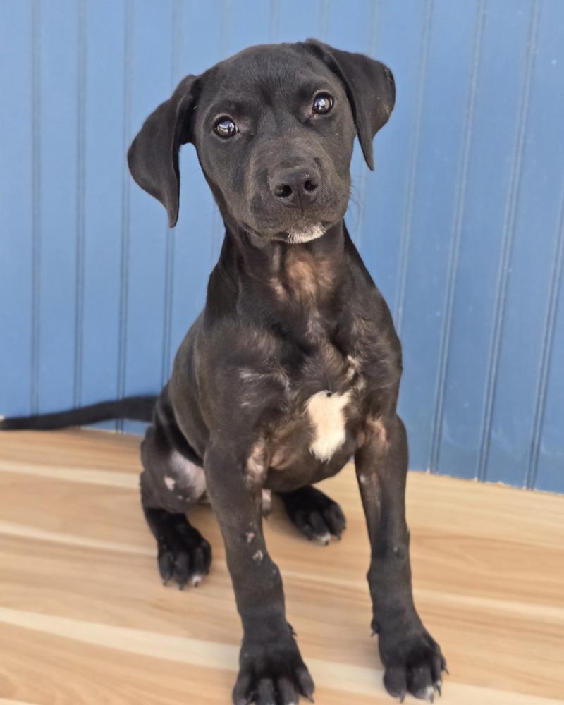 Enlarge Philly, a Adoptable mixed breed in Sedalia, CO image 3/5