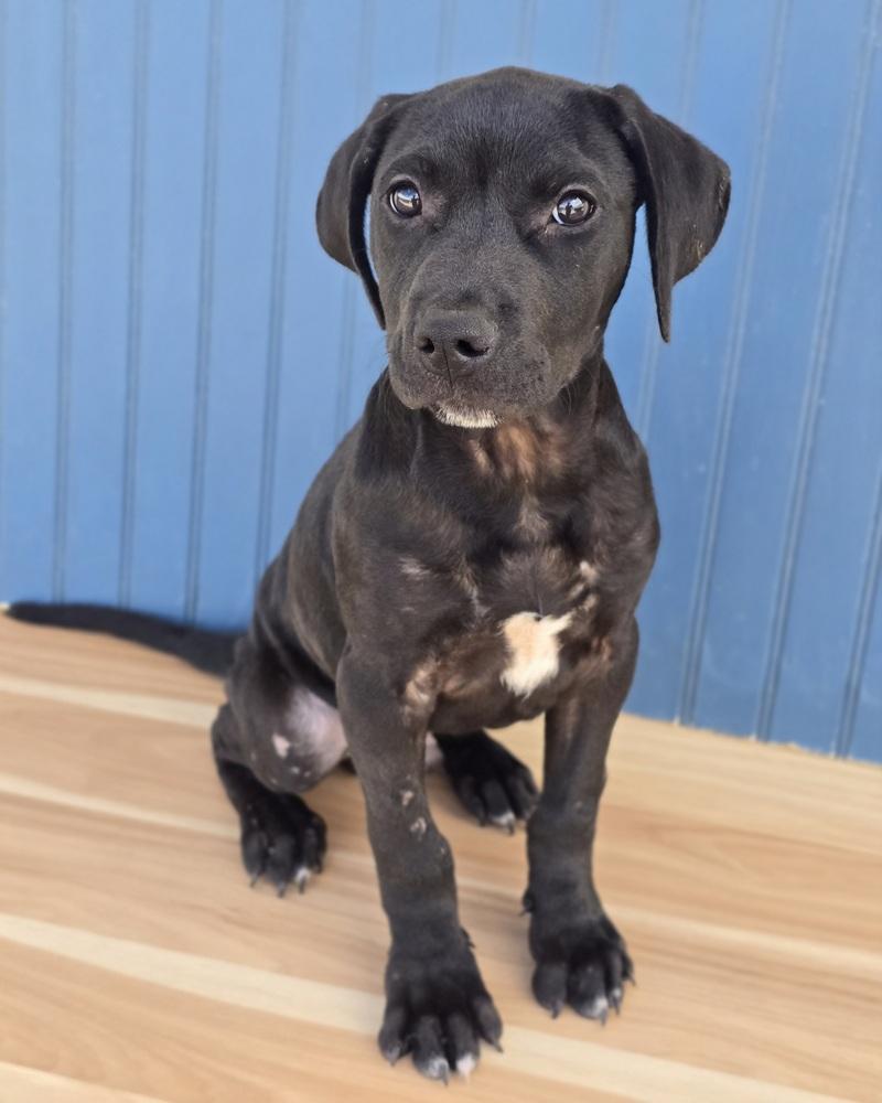 Enlarge Philly, a Adoptable mixed breed in Sedalia, CO image 4/5