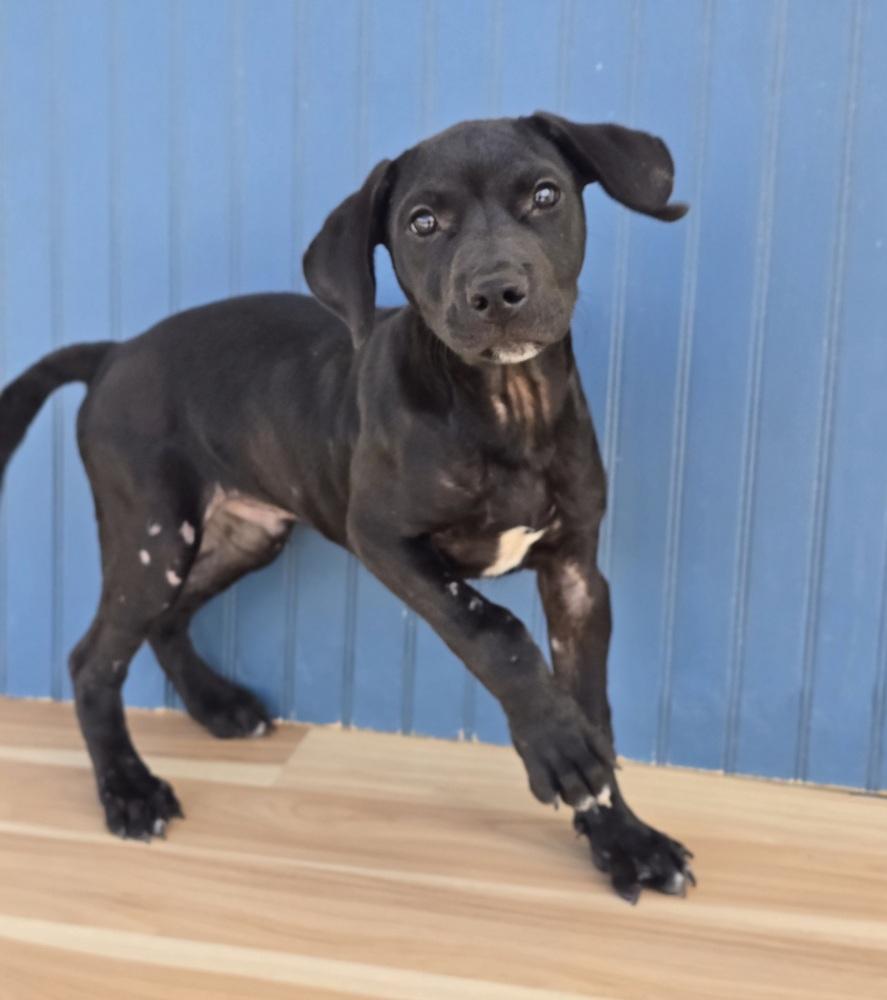 Enlarge Philly, a Adoptable mixed breed in Sedalia, CO image 5/5