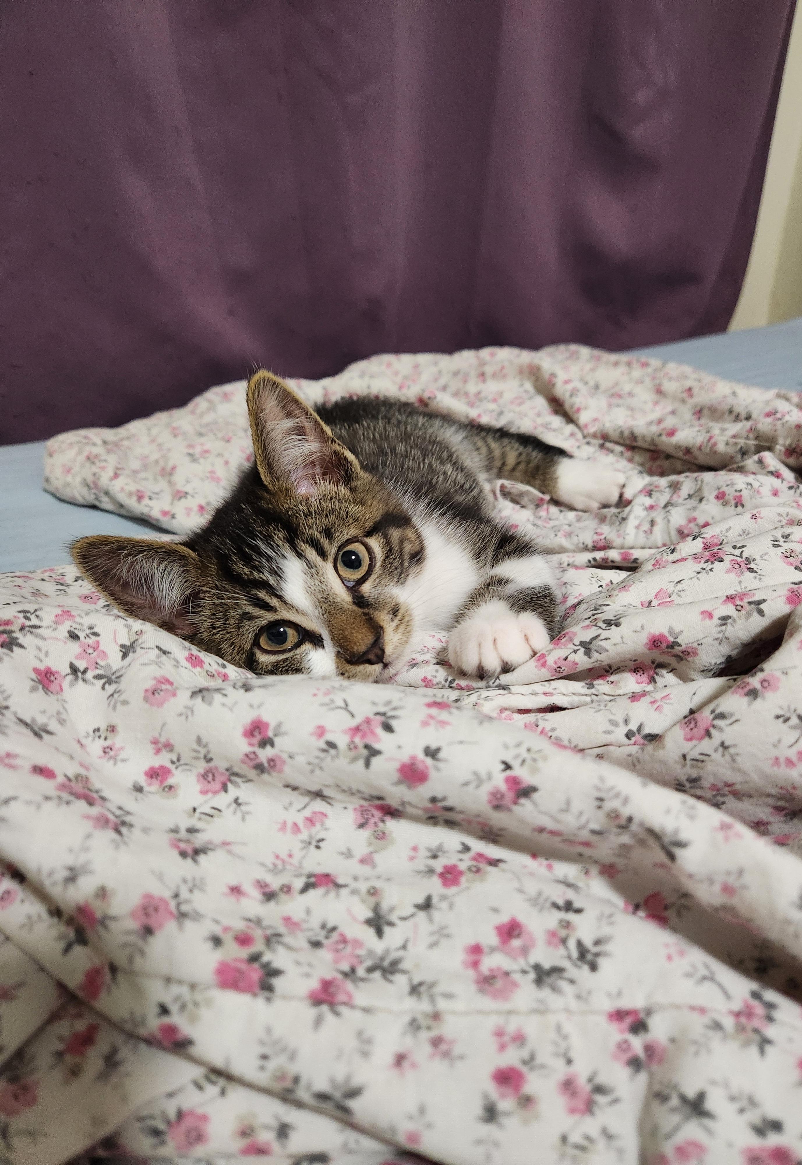 Lemongrab *MUST BE ADOPTED AS A BUDDY*, ADOPTABLE, Young Male Domestic Short Hair.