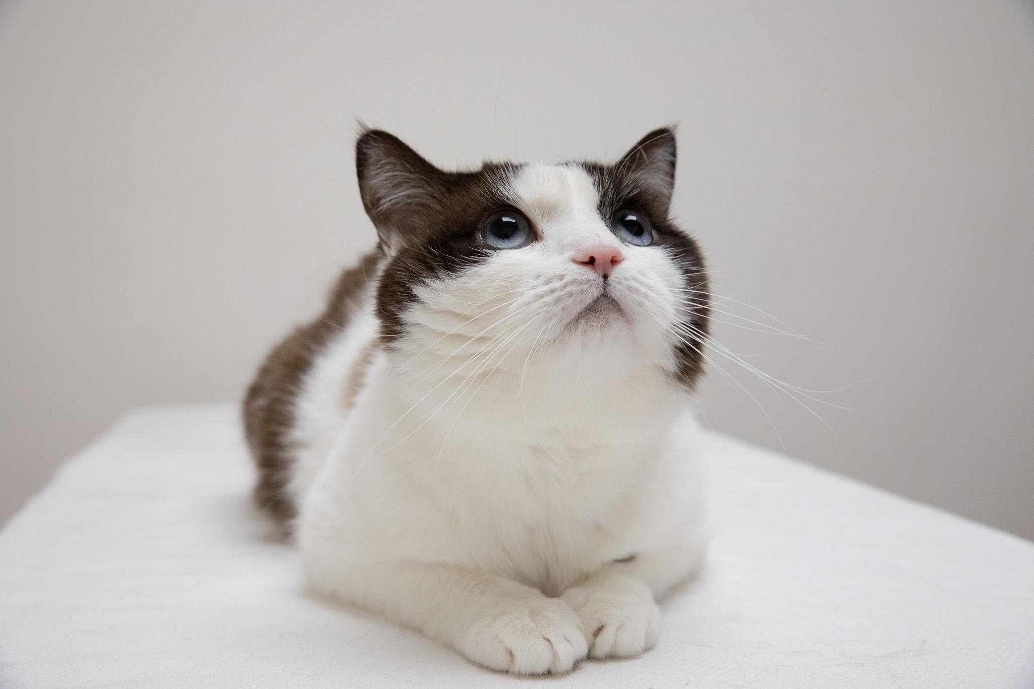 Puzzle, a Adoptable Snowshoe in Montclair, NJ image 2/6