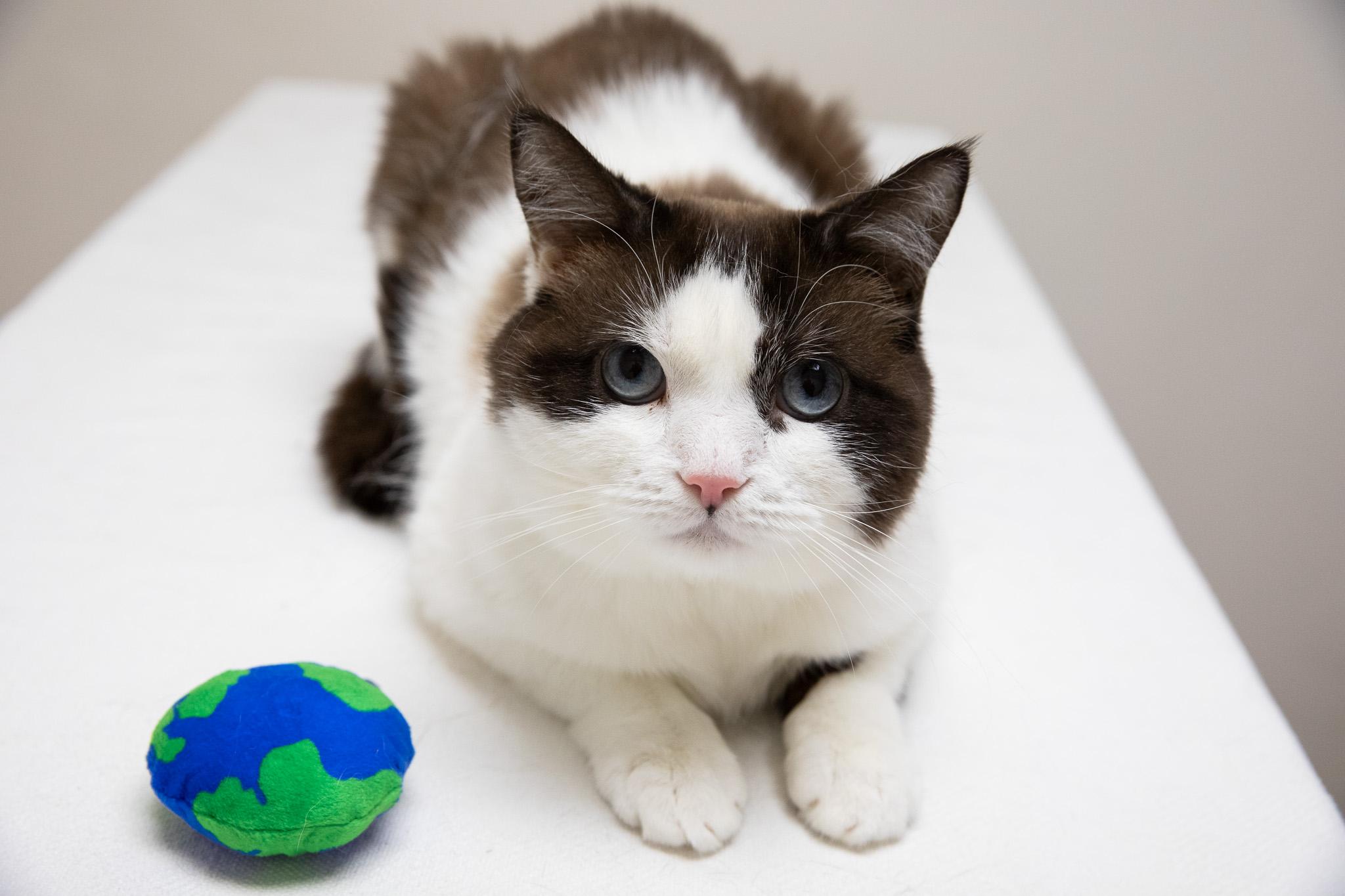 Puzzle, a Adoptable Snowshoe in Montclair, NJ image 5/6