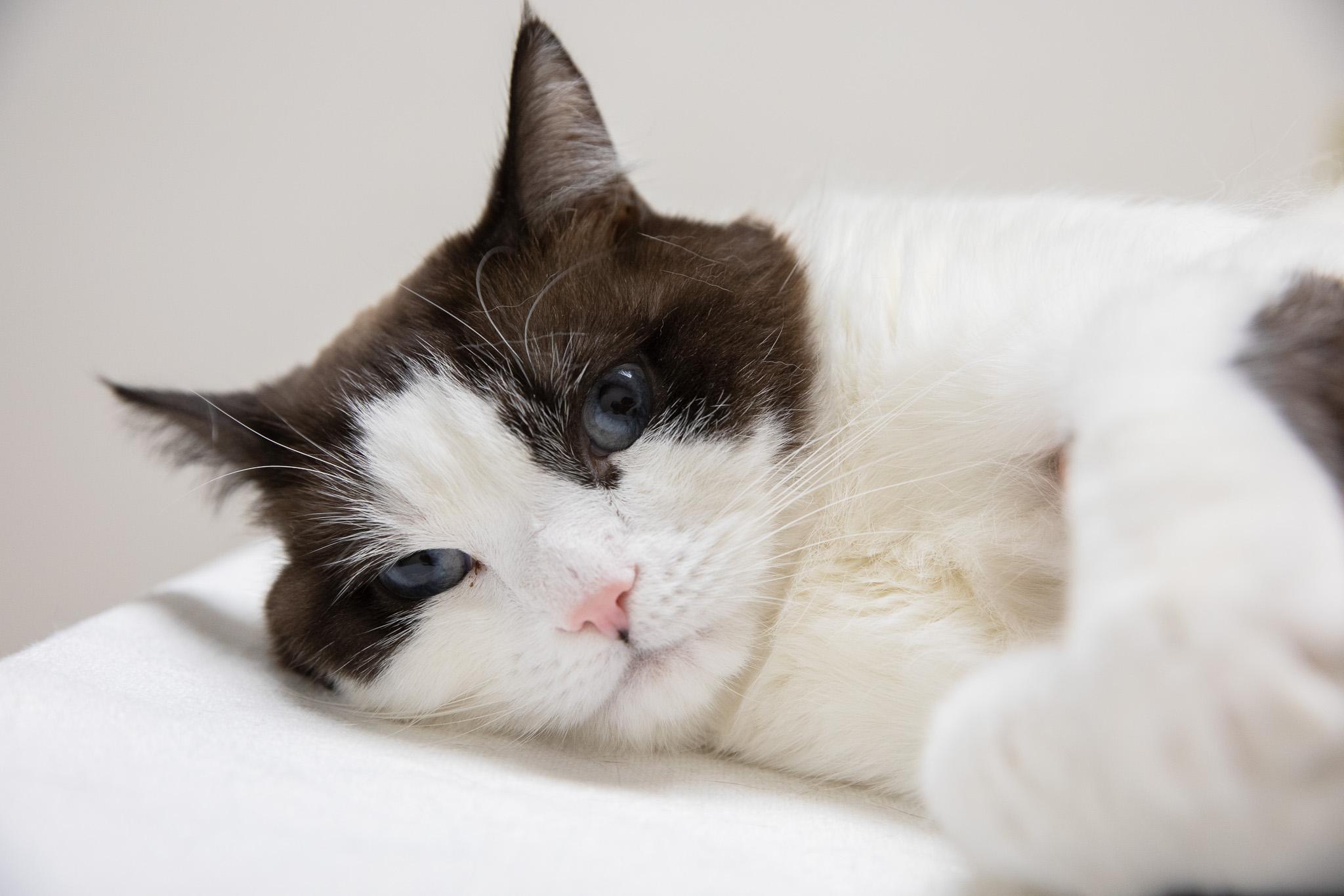 Puzzle, a Adoptable Snowshoe in Montclair, NJ image 6/6