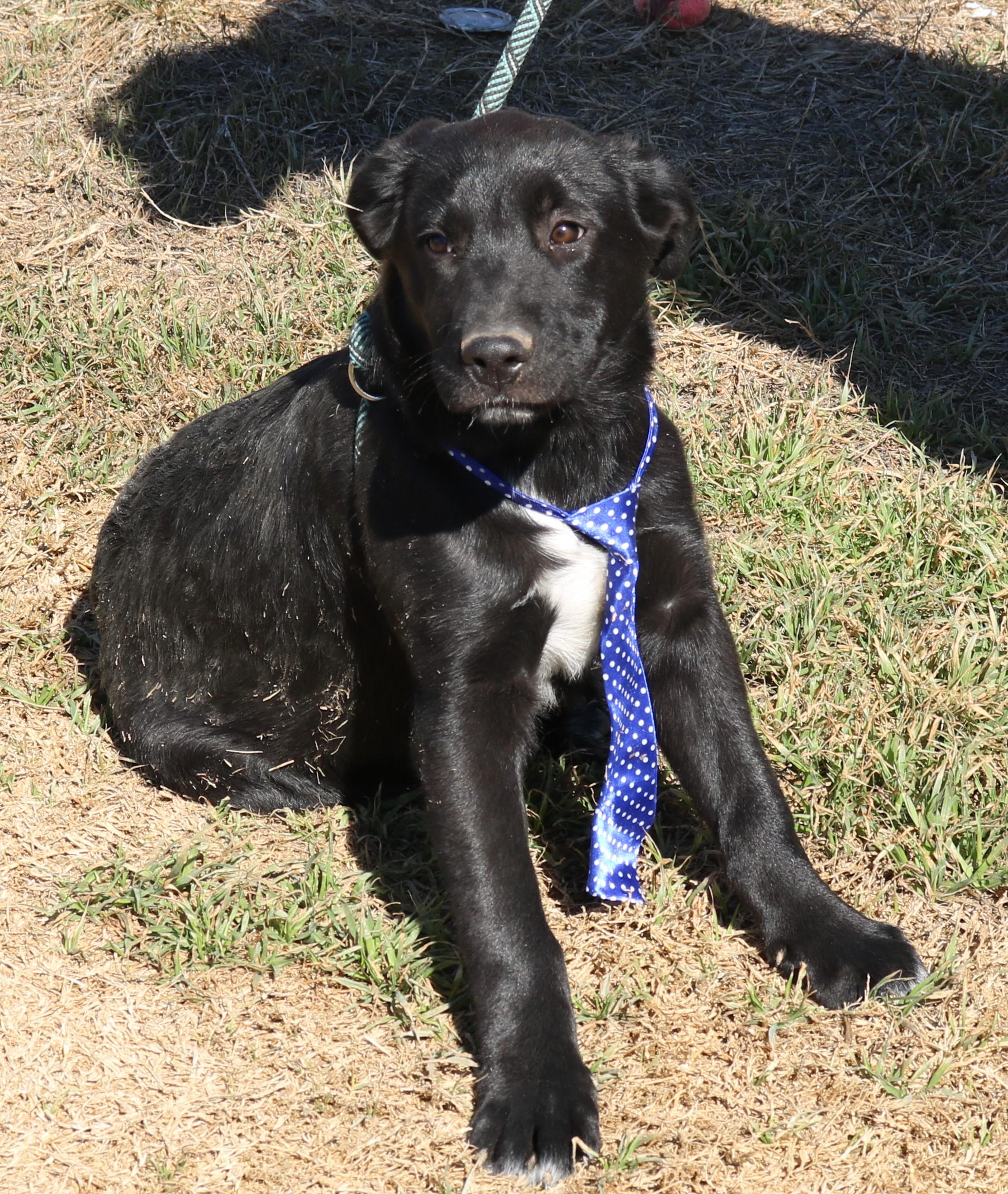 Enlarge Tug, a ADOPTABLE mixed breed in Bandera, TX image 2/5