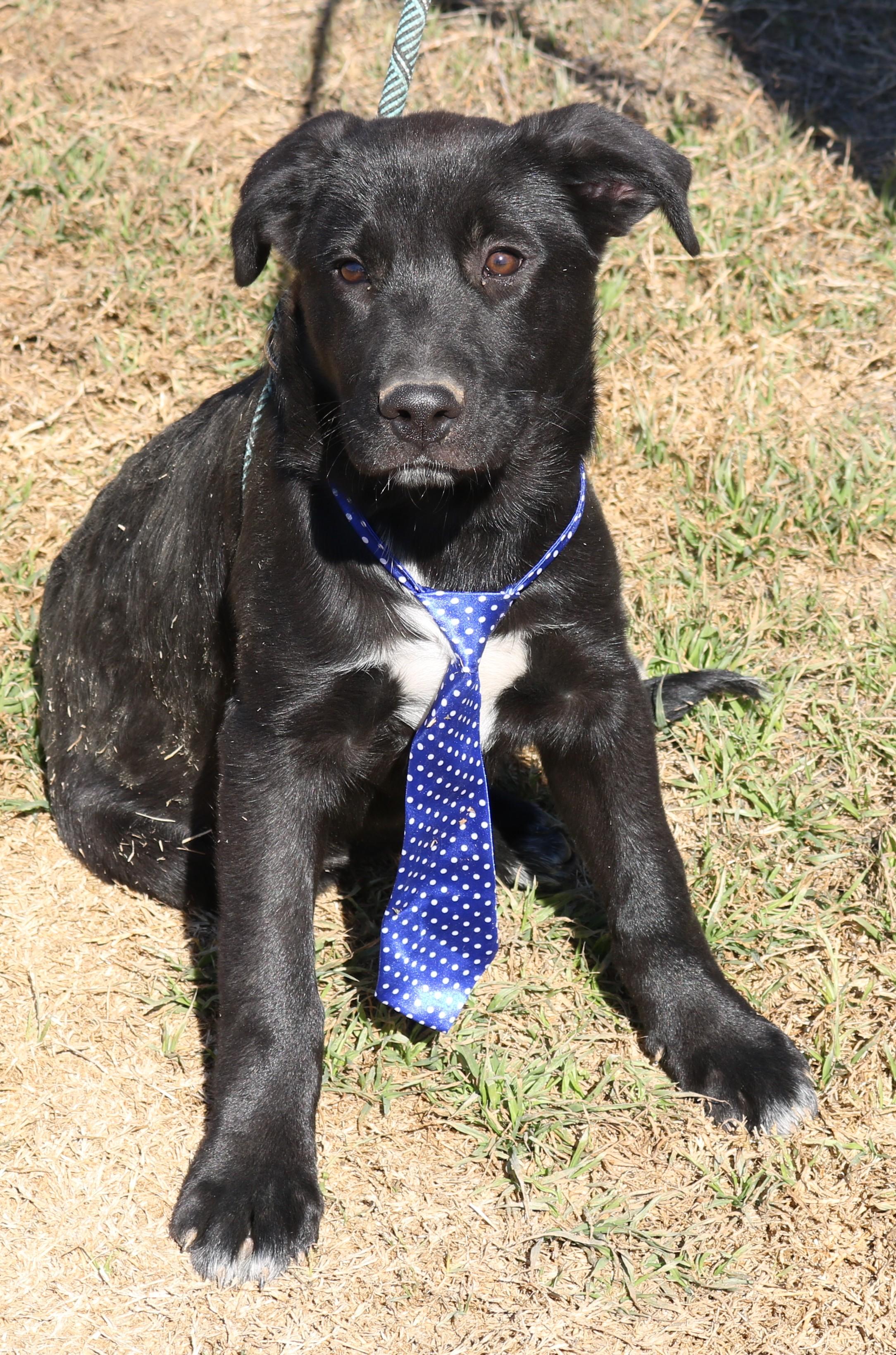 Enlarge Tug, a ADOPTABLE mixed breed in Bandera, TX image 4/5