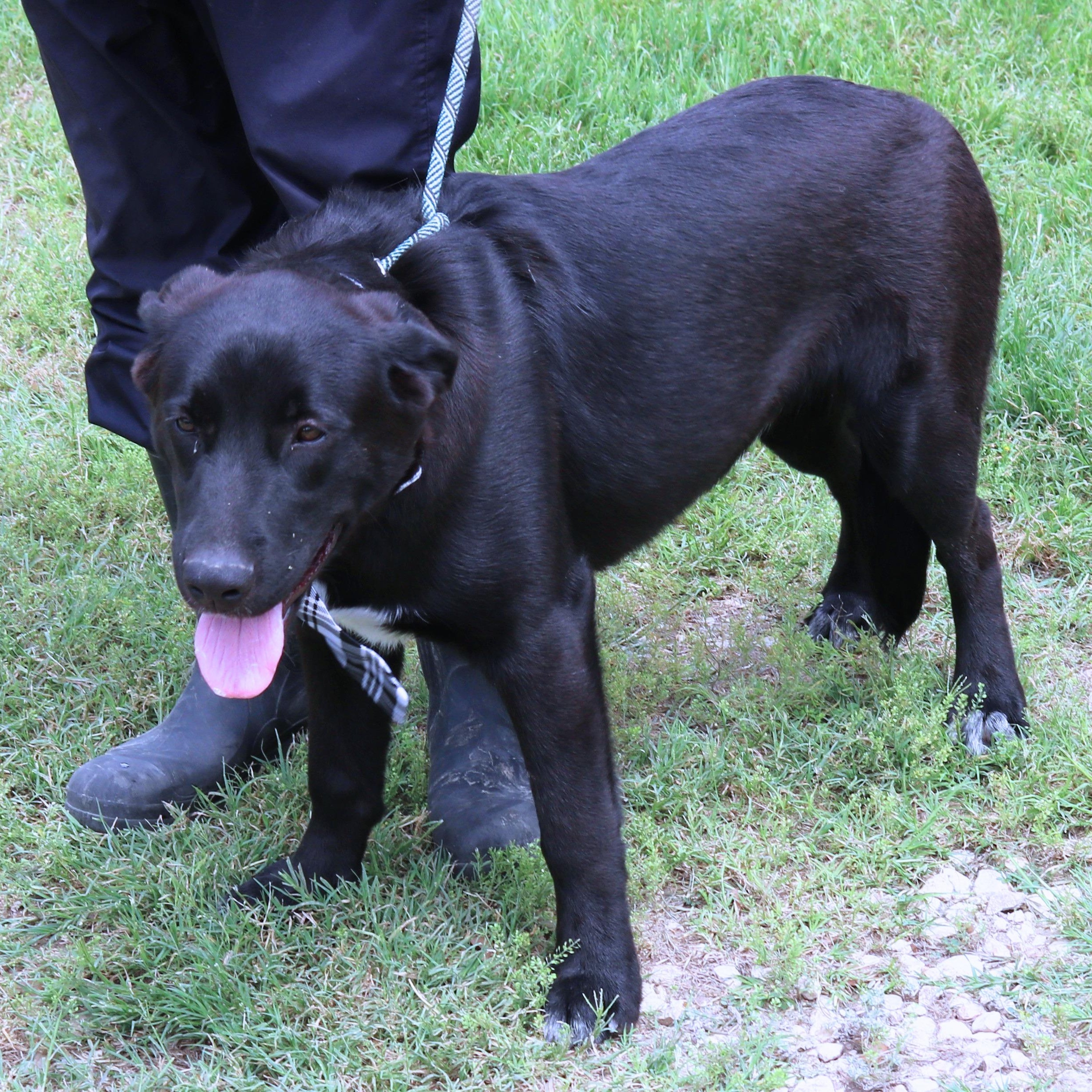Enlarge Tug, a ADOPTABLE mixed breed in Bandera, TX image 5/5