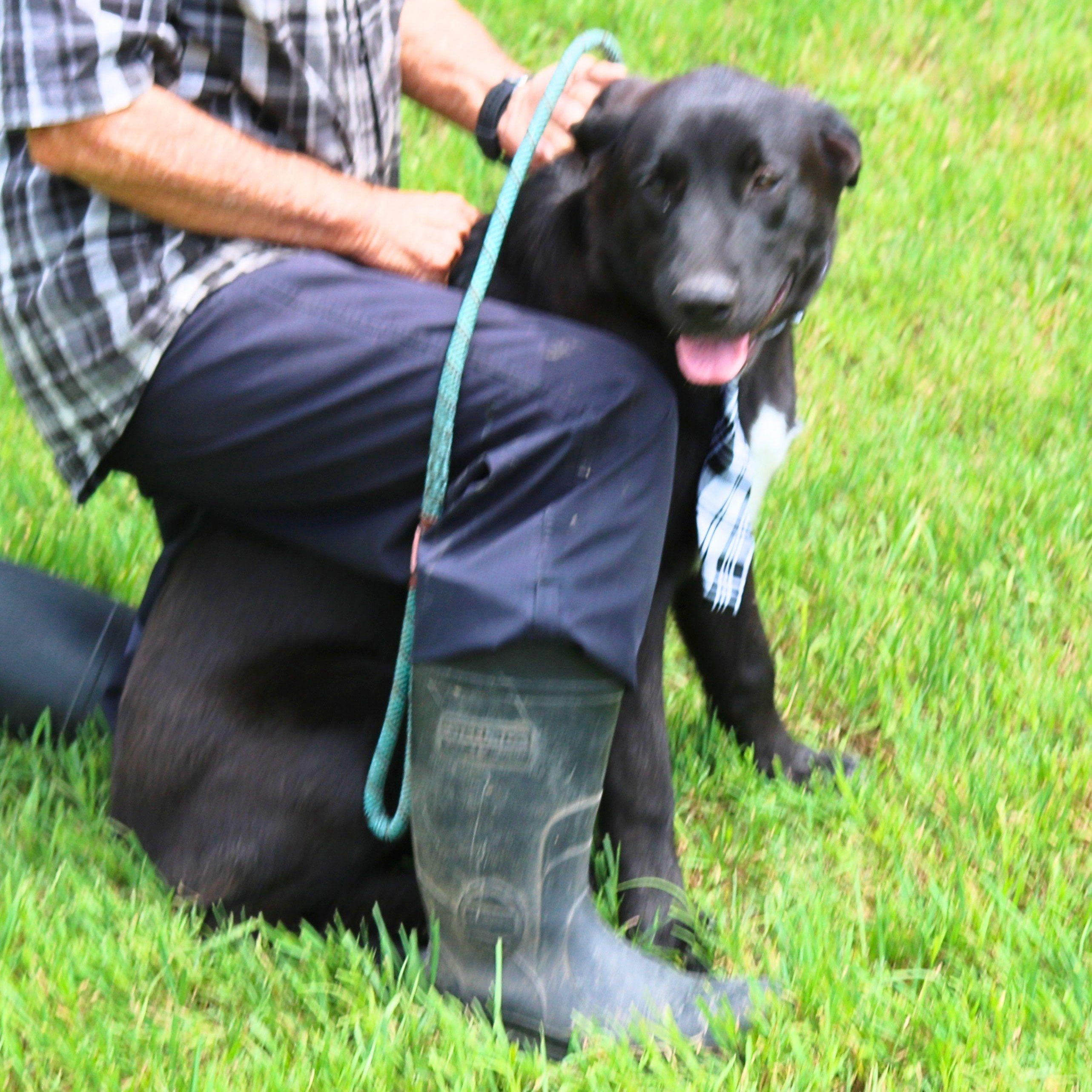 Enlarge Tug, a ADOPTABLE mixed breed in Bandera, TX image 4/5