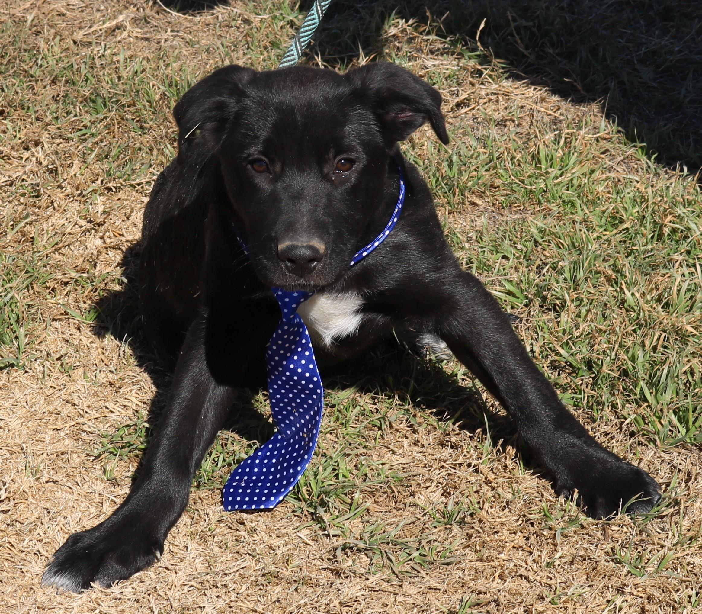 Enlarge Tug, a ADOPTABLE mixed breed in Bandera, TX image 3/5