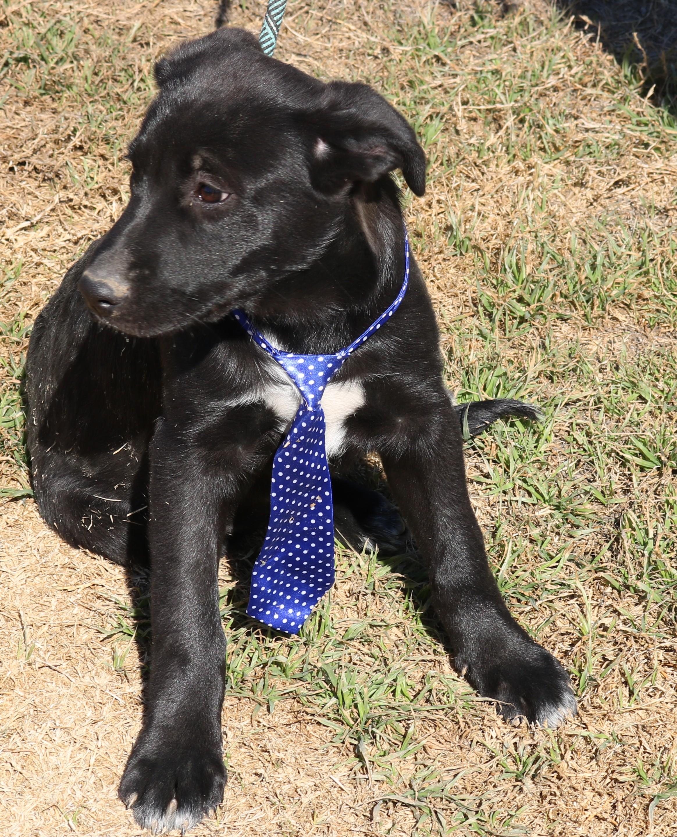 Enlarge Tug, a ADOPTABLE mixed breed in Bandera, TX image 5/5