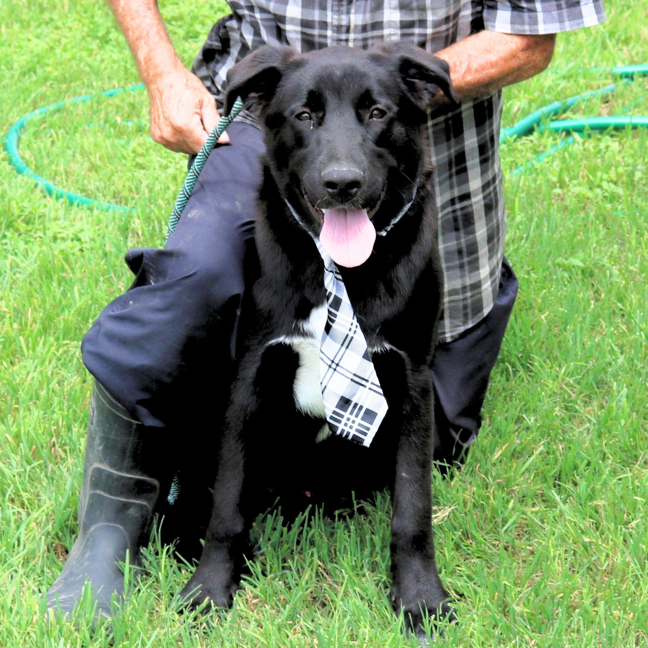 Tug, ADOPTABLE, Young Male Black Labrador Retriever & Shepherd.