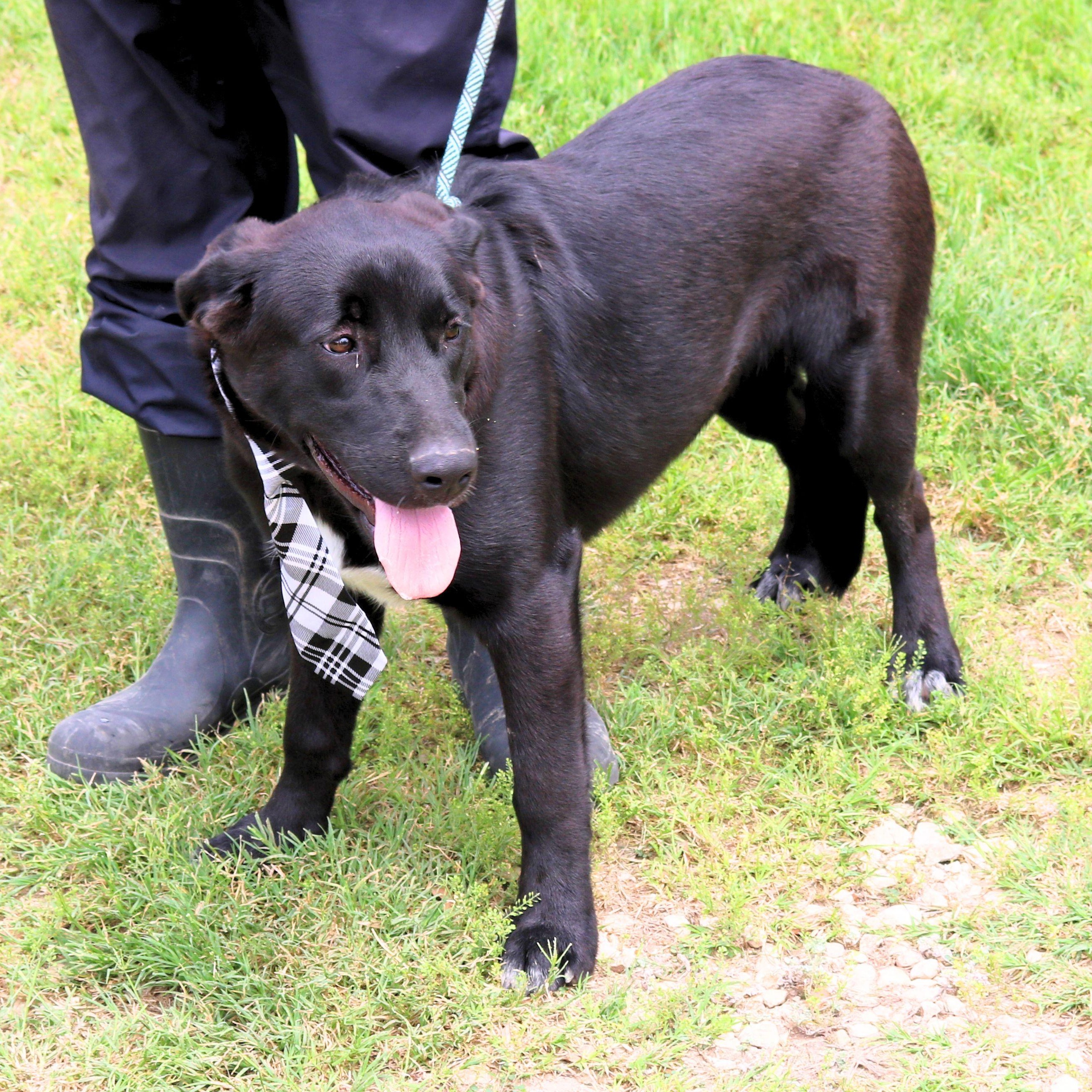 Enlarge Tug, a ADOPTABLE mixed breed in Bandera, TX image 3/5