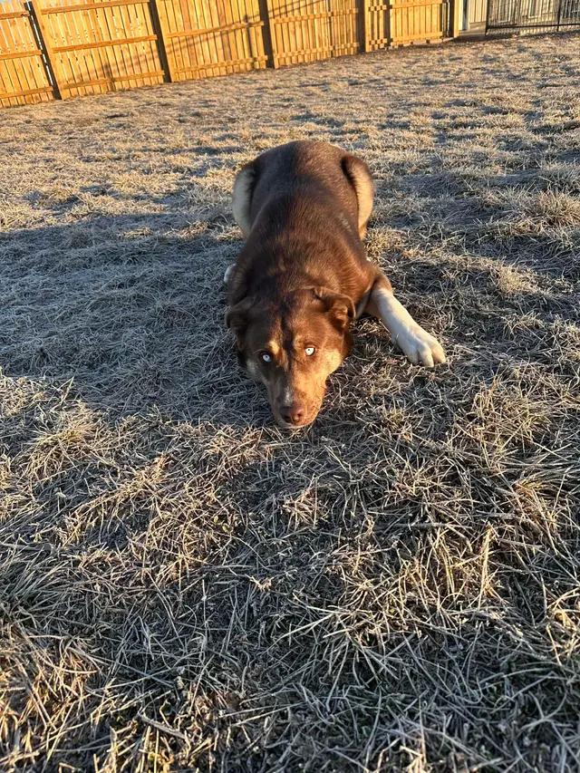 Enlarge Red, a ADOPTABLE mixed breed in Seward, NE image 2/2