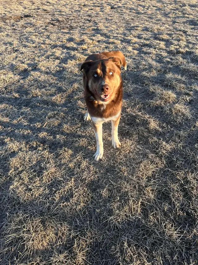 Enlarge Red, a ADOPTABLE mixed breed in Seward, NE image 1/2