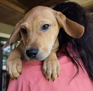 Ragnar, a Adoptable mixed breed in South Portland, ME image 1/4
