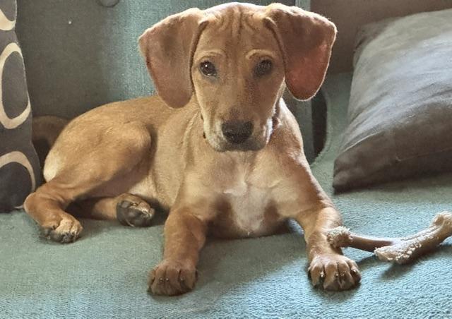 Ragnar SS is in Maine, a Adoptable mixed breed in South Portland, ME image 2/6