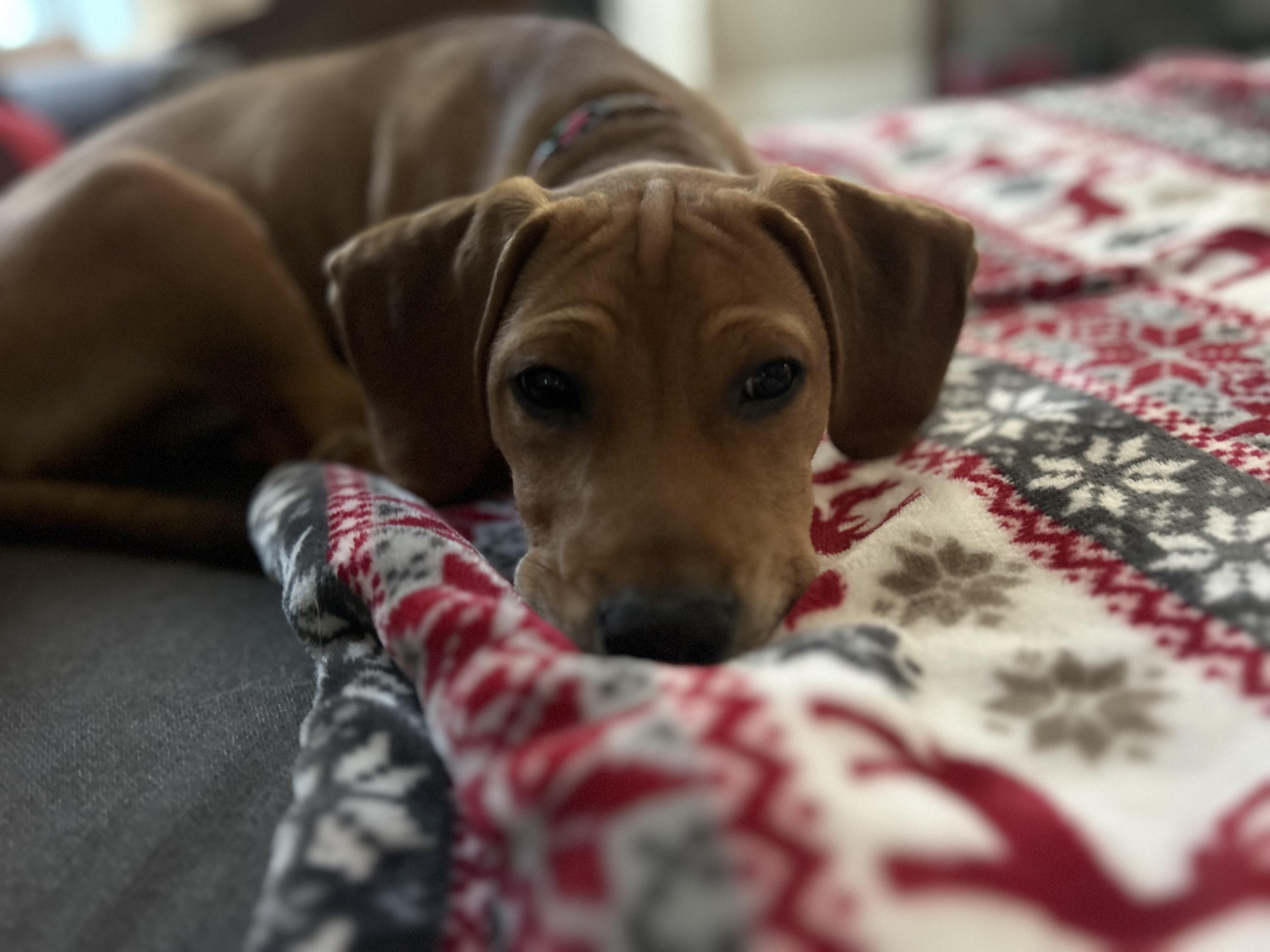 Ragnar SS is in Maine, a Adoptable mixed breed in South Portland, ME image 3/6