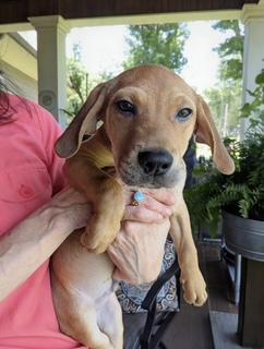 Ragnar, a Adoptable mixed breed in South Portland, ME image 3/4