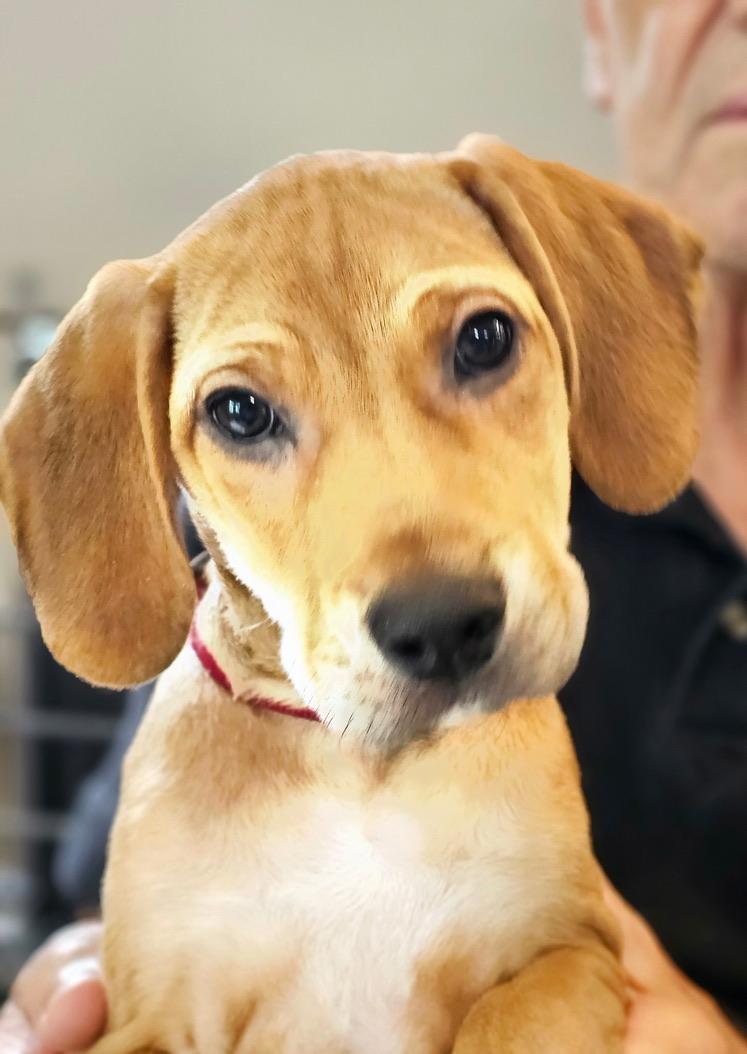 Ragnar SS is in Maine, a Adoptable mixed breed in South Portland, ME image 4/6