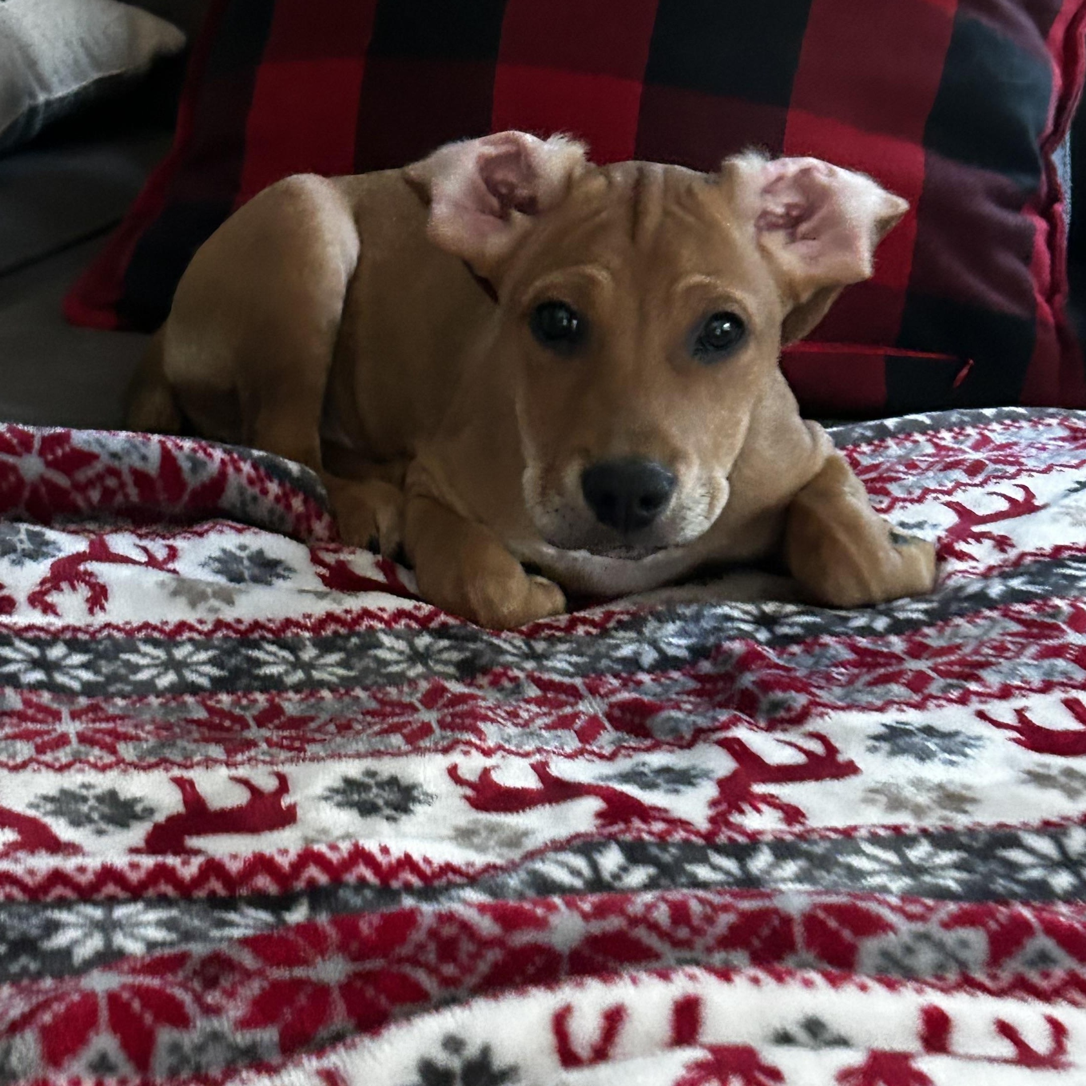 Ragnar SS is in Maine, Adoptable, Puppy Male Mixed Breed & Hound.