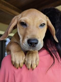 Ragnar, a Adoptable mixed breed in South Portland, ME image 2/4