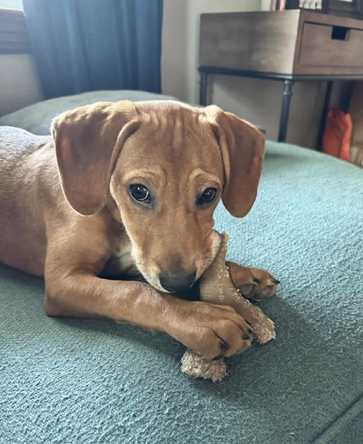 Ragnar SS is in Maine, a Adoptable mixed breed in South Portland, ME image 5/6