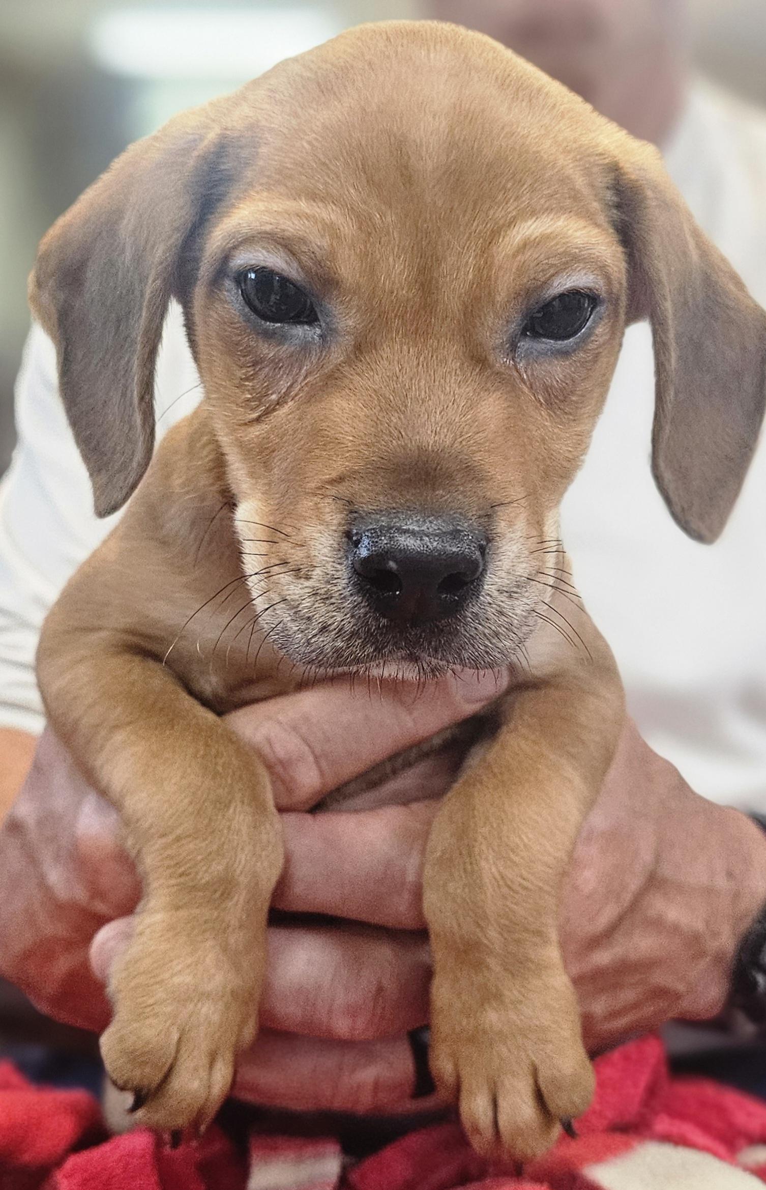 Ragnar, a Adoptable mixed breed in South Portland, ME image 4/4