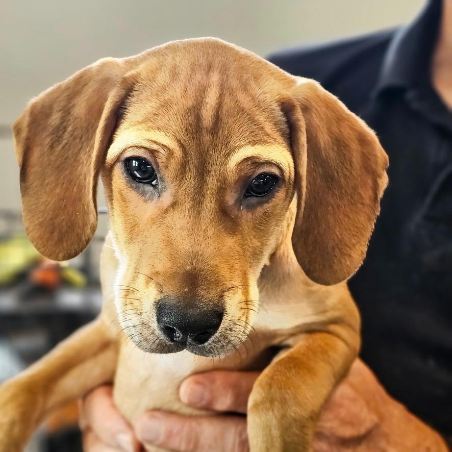Ragnar SS is in Maine, a Adoptable mixed breed in South Portland, ME image 6/6