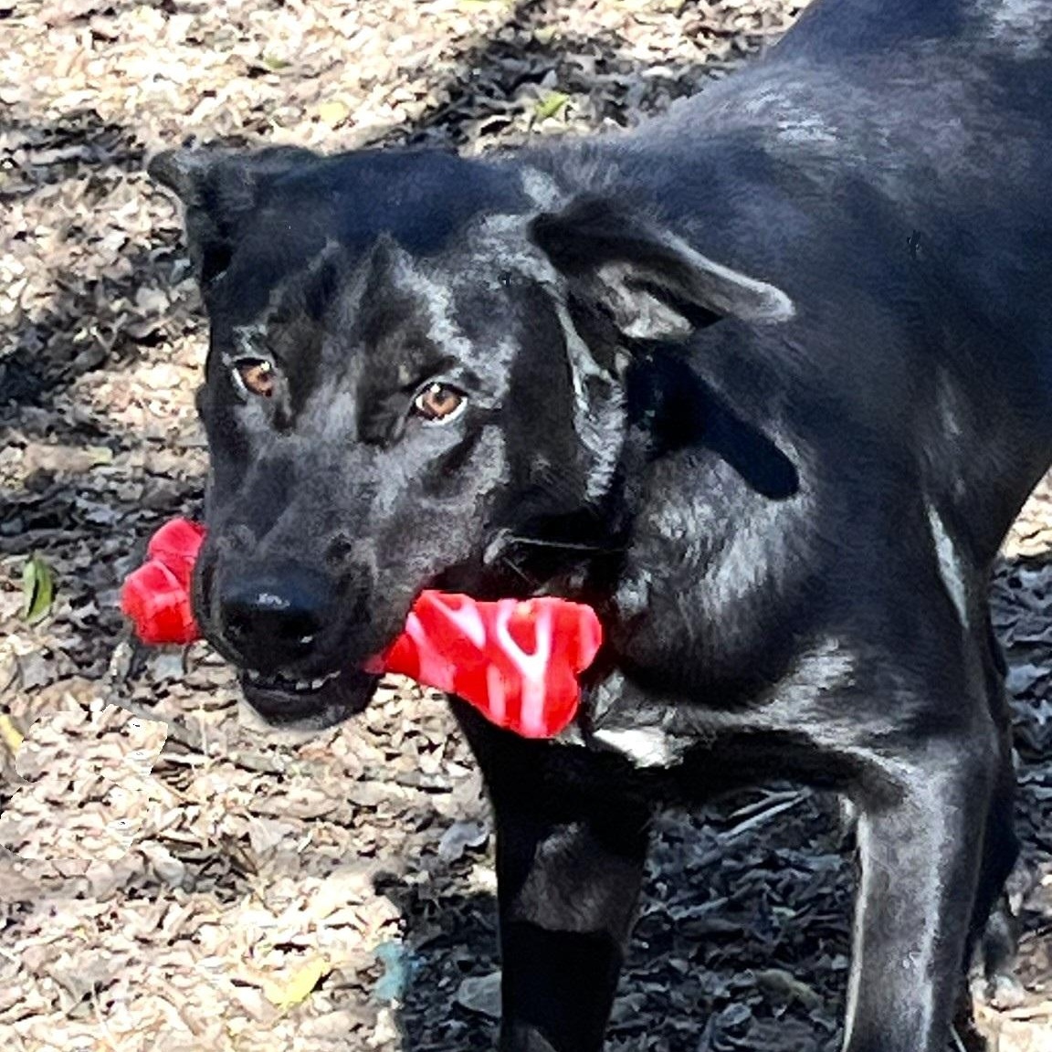 Roscoe, ADOPTABLE, Adult Male Black Labrador Retriever & Retriever.