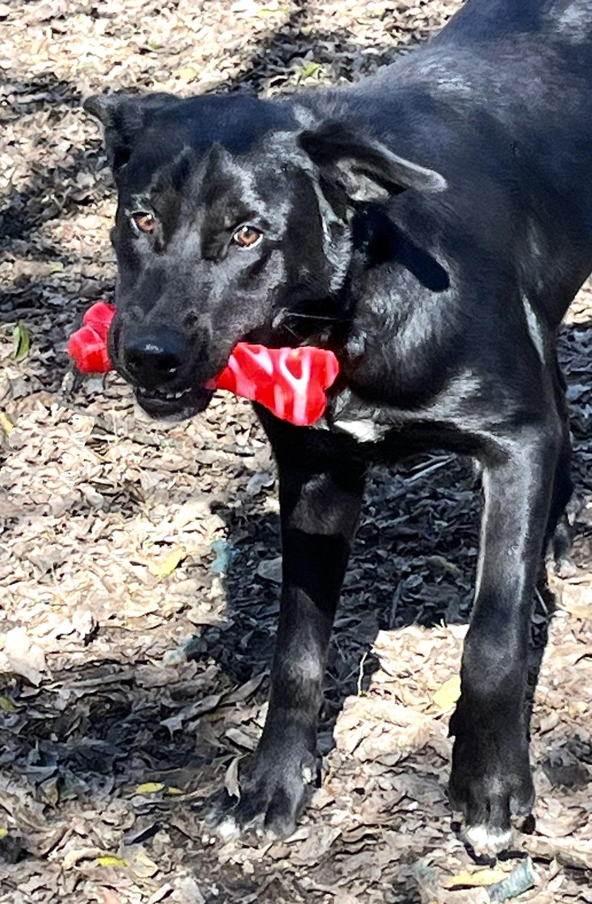 Enlarge Roscoe, a ADOPTABLE mixed breed in Godley, TX image 2/6