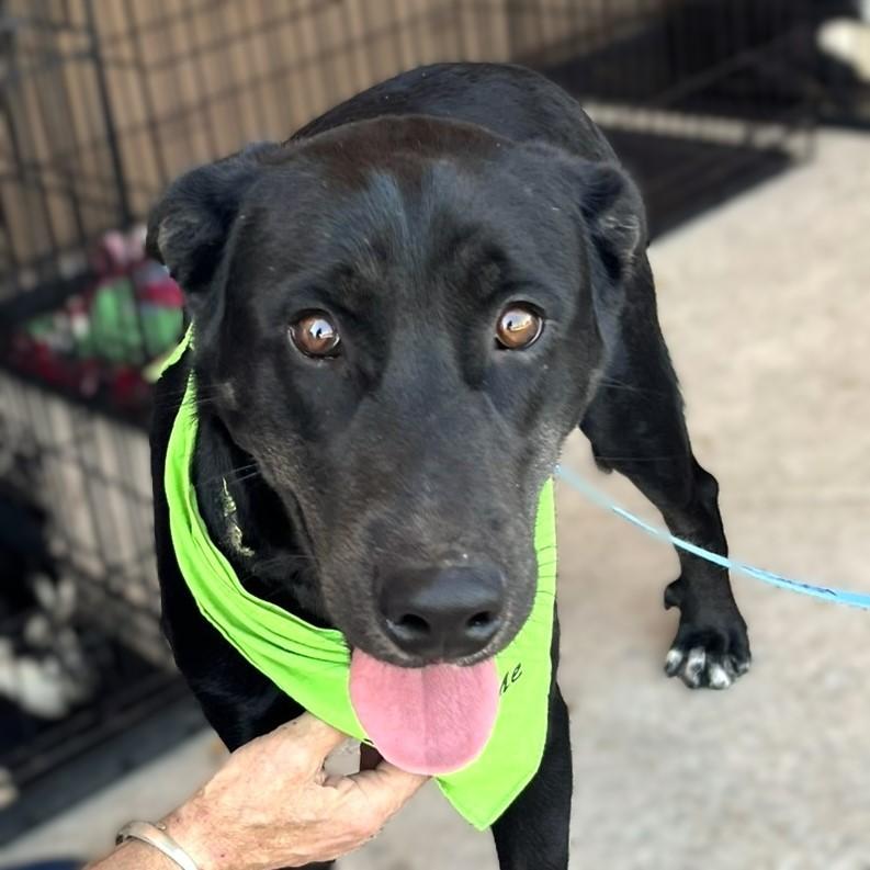 Roscoe, ADOPTABLE, Young Male Black Labrador Retriever & Retriever.