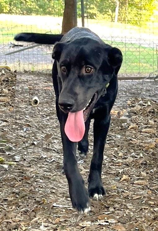Enlarge Roscoe, a ADOPTABLE mixed breed in Godley, TX image 3/6