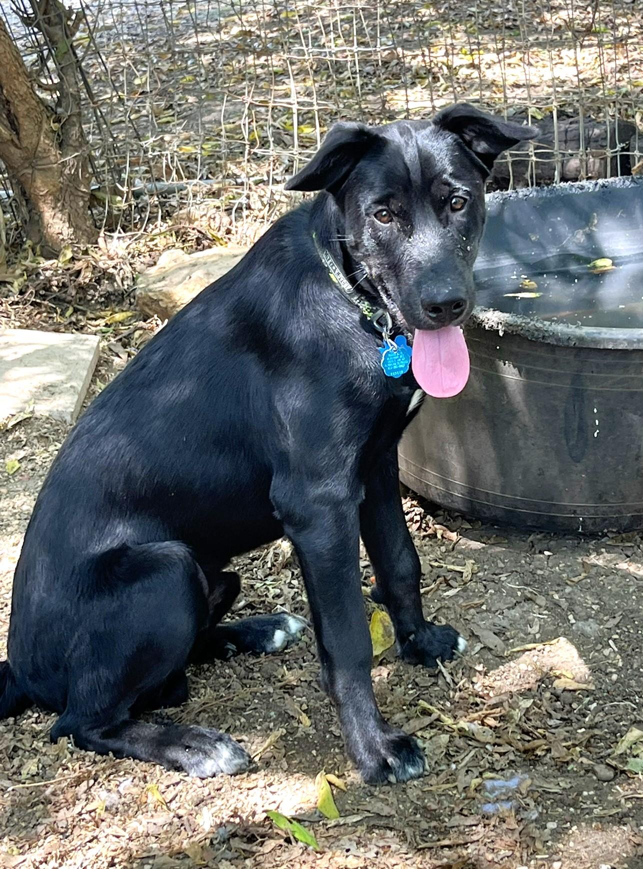 Enlarge Roscoe, a ADOPTABLE mixed breed in Godley, TX image 5/6