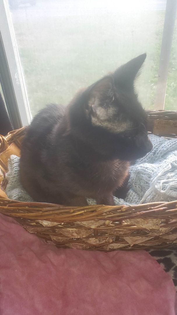 Molly, a Adoptable Domestic Short Hair in Marion, NC image 6/8