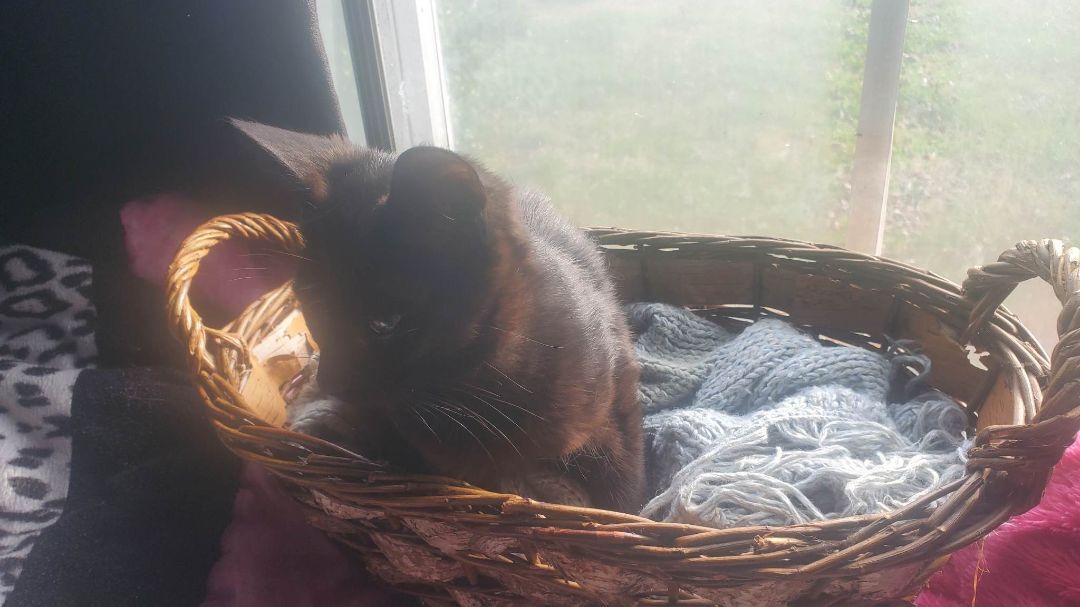 Enlarge Molly, a Adoptable Domestic Short Hair in Marion, NC image 7/8