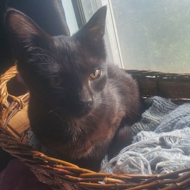 Molly, a Adoptable Domestic Short Hair in Marion, NC image 1/8