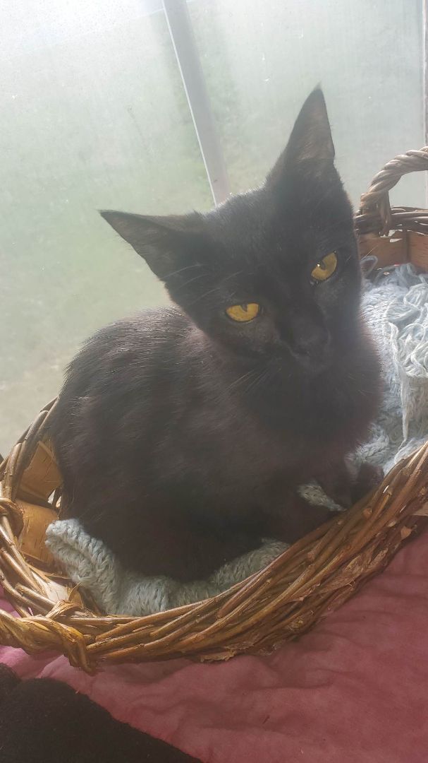 Enlarge Molly, a Adoptable Domestic Short Hair in Marion, NC image 8/8