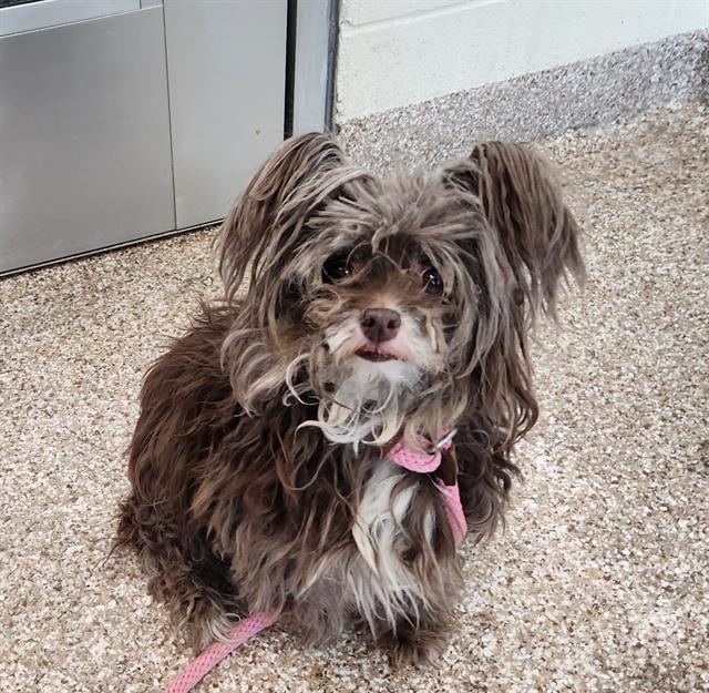 NALA, Adoptable, Senior Female Chihuahua & Mixed Breed.