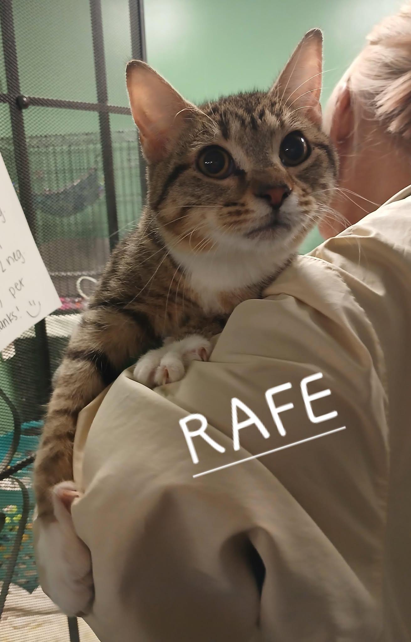 Rafe photo 3