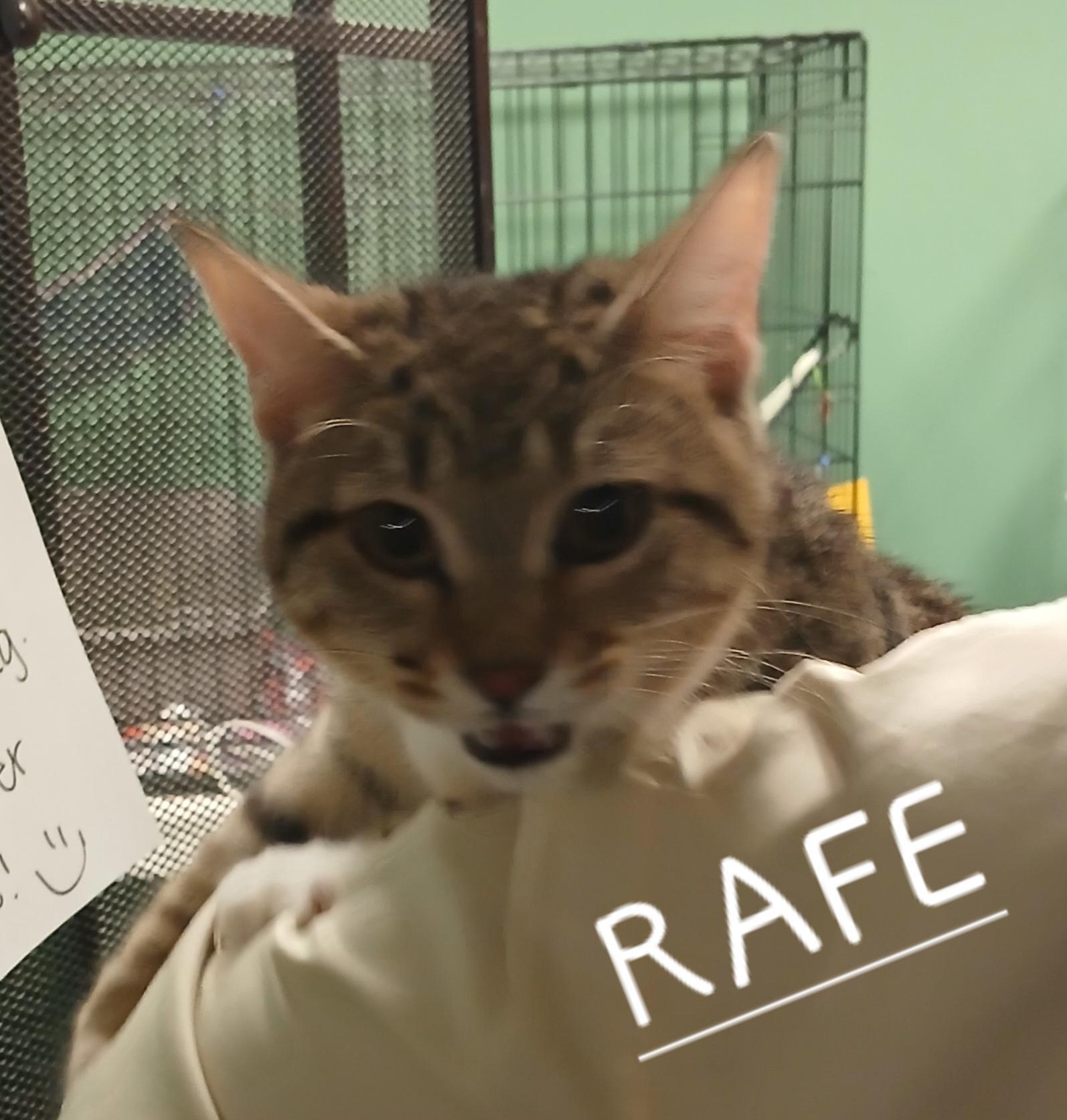 Rafe photo 2