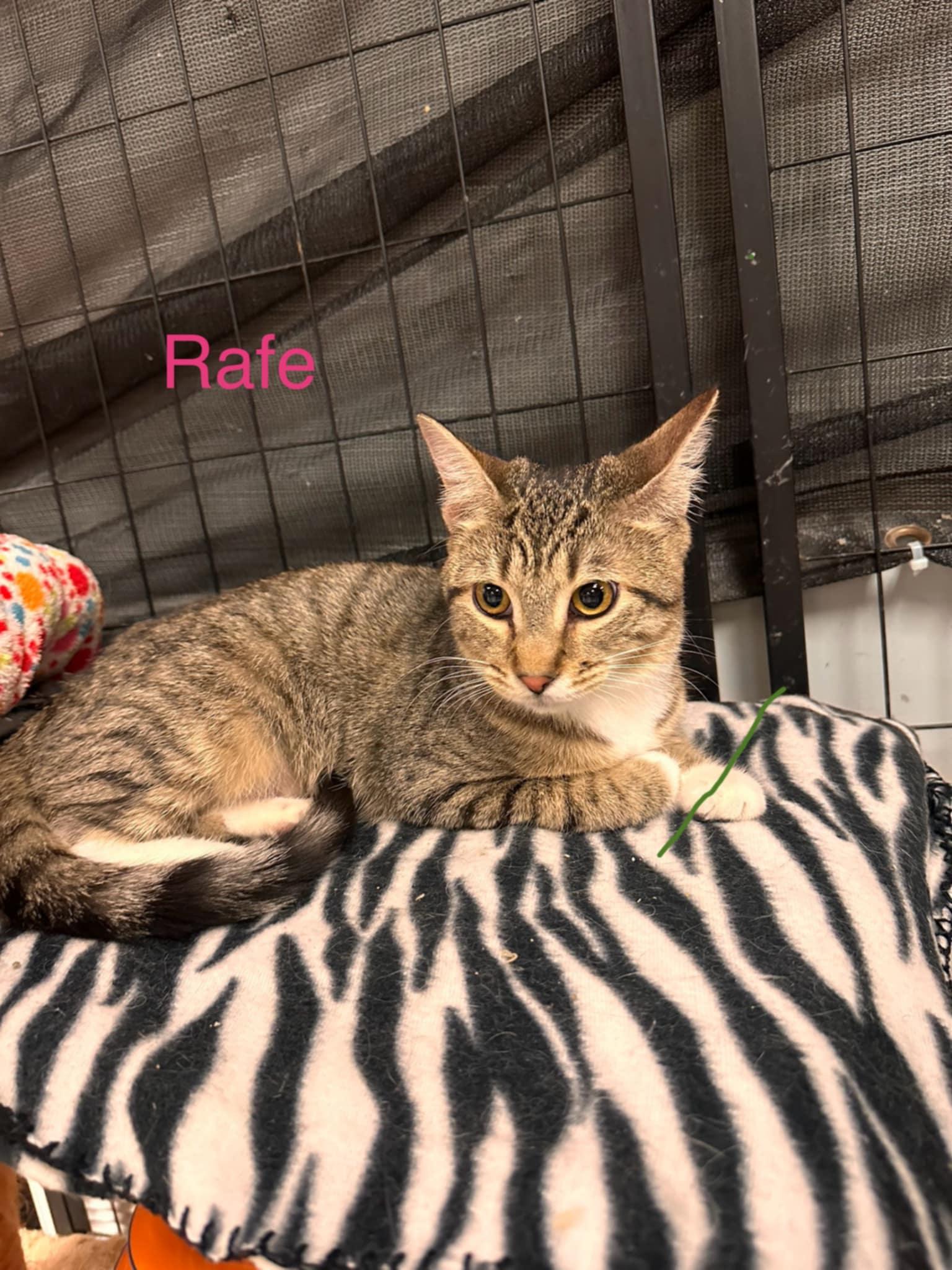 Rafe, Young Female unknown