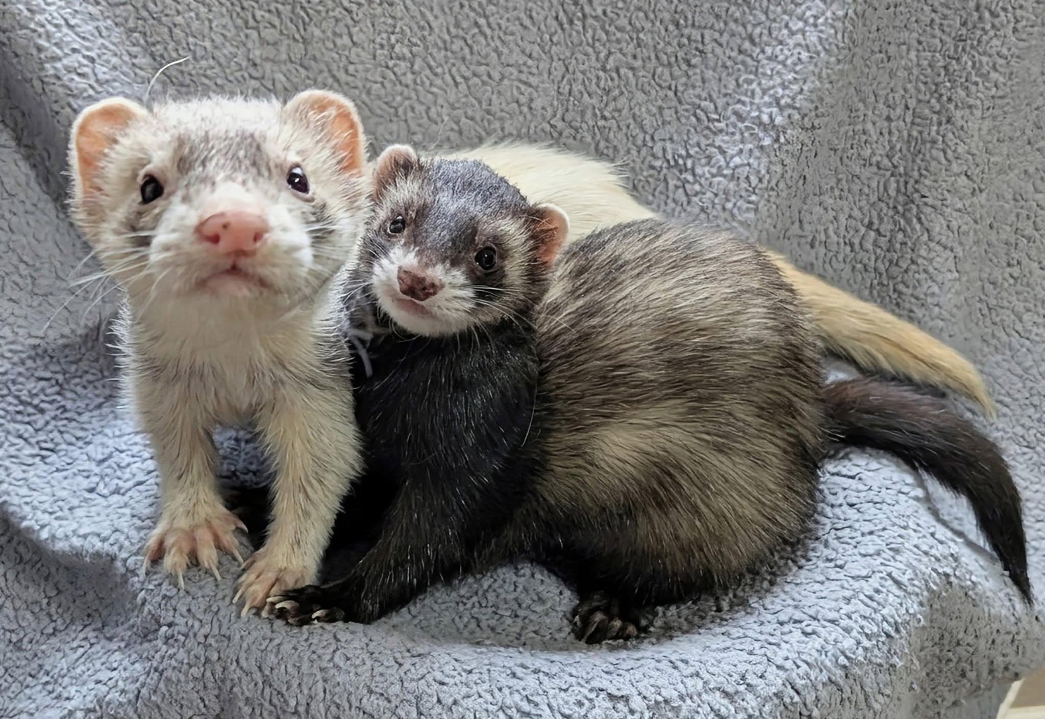 Bettie and Eddie, Adopted, Adult Male Ferret.