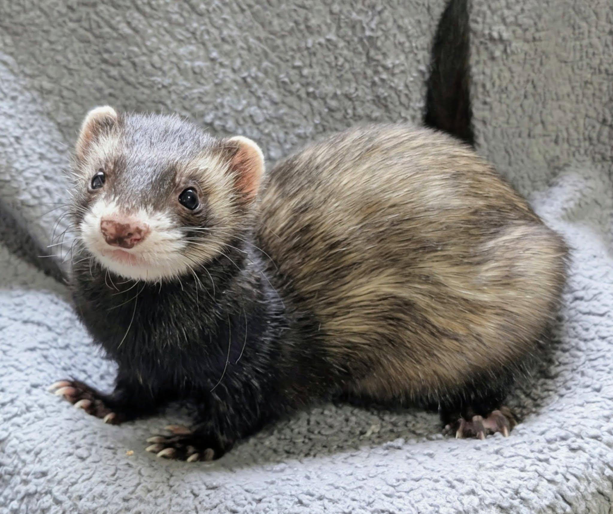 Bettie and Eddie, a Adopted Ferret in Cleveland, OH image 2/3